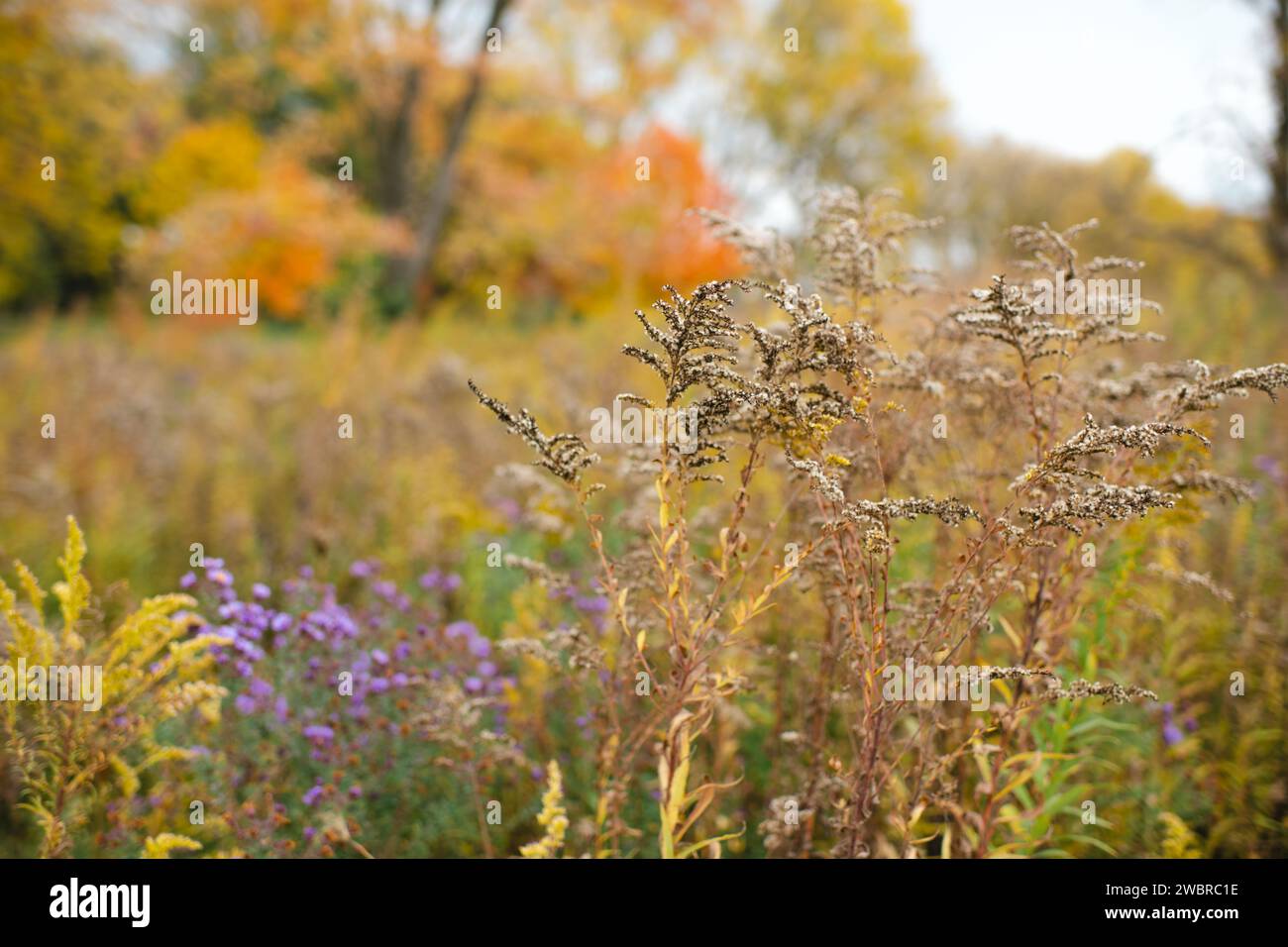 Scena autunnale con erba beige, fiori autunnali e alberi autunnali Foto Stock