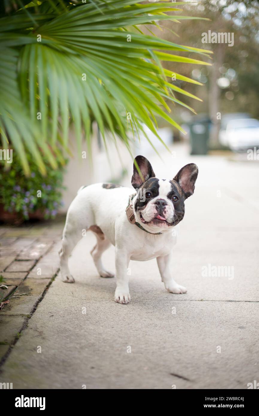 Lowcountry Dogs si diverte a vivere in South Carolina Foto Stock
