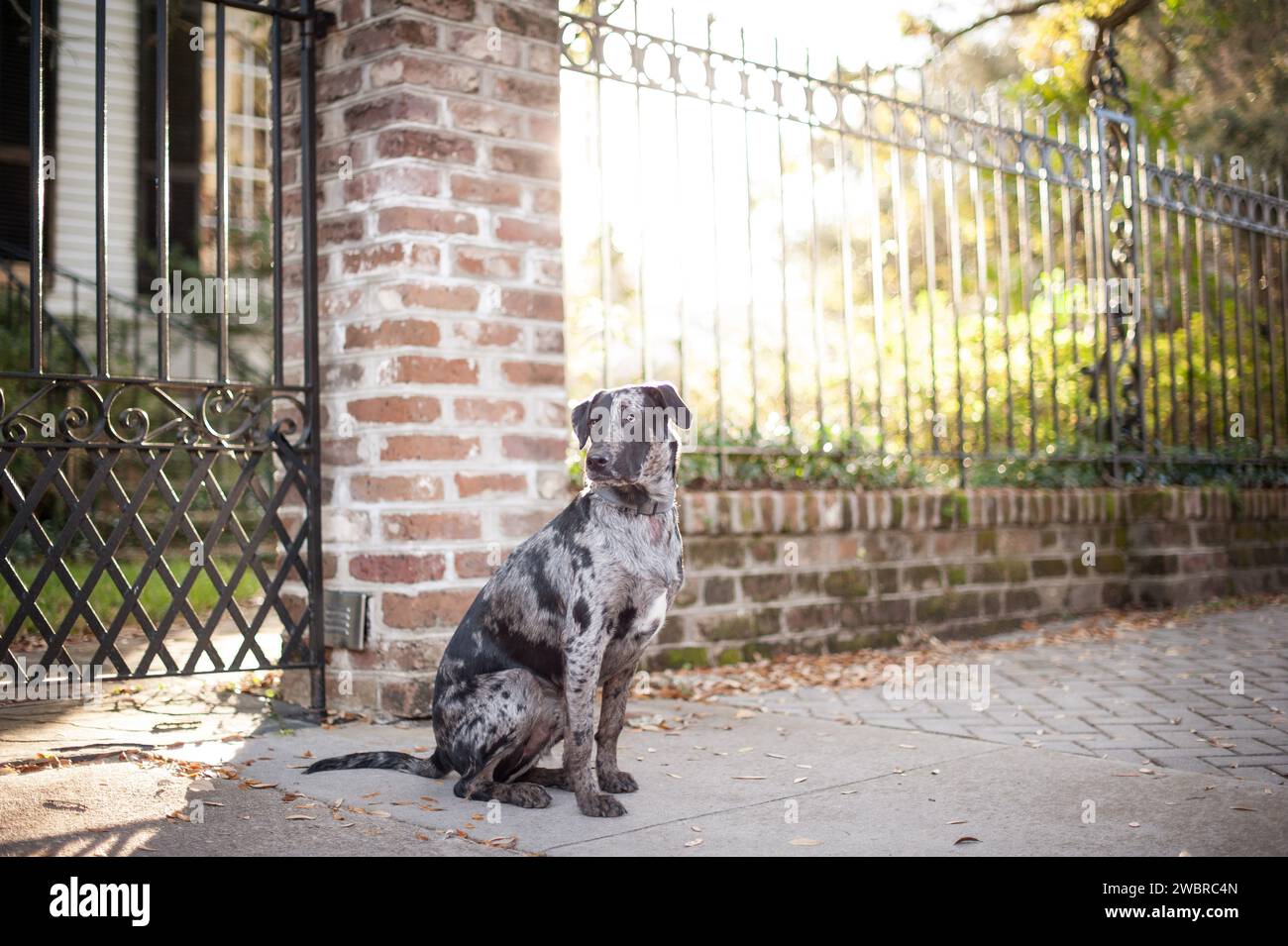 Lowcountry Dogs si diverte a vivere in South Carolina Foto Stock