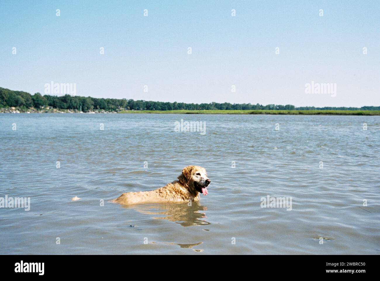 Lowcountry Dogs si diverte a vivere in South Carolina Foto Stock