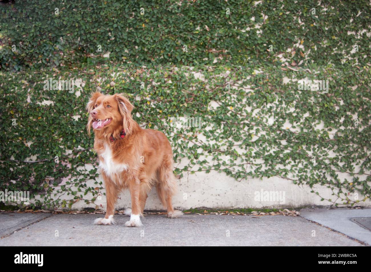 Lowcountry Dogs si diverte a vivere in South Carolina Foto Stock