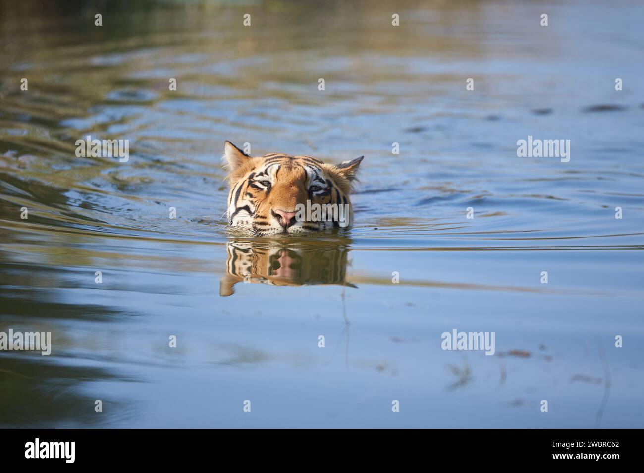 Tigre che fa il suo allenamento di nuoto. Le immagini di INDIA mostrano una tigre che nuota come un cucciolo nel lago Tadoba nel Maharashtra, India. Questo Royal Foto Stock