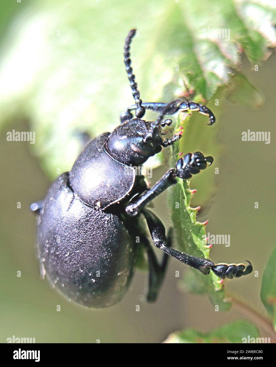 Beetle dal naso sanguinoso Foto Stock