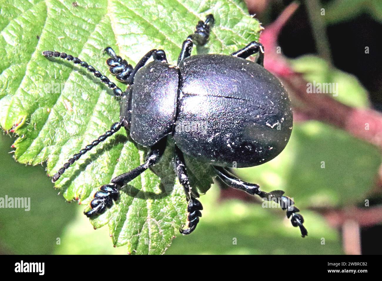 Beetle dal naso sanguinoso Foto Stock