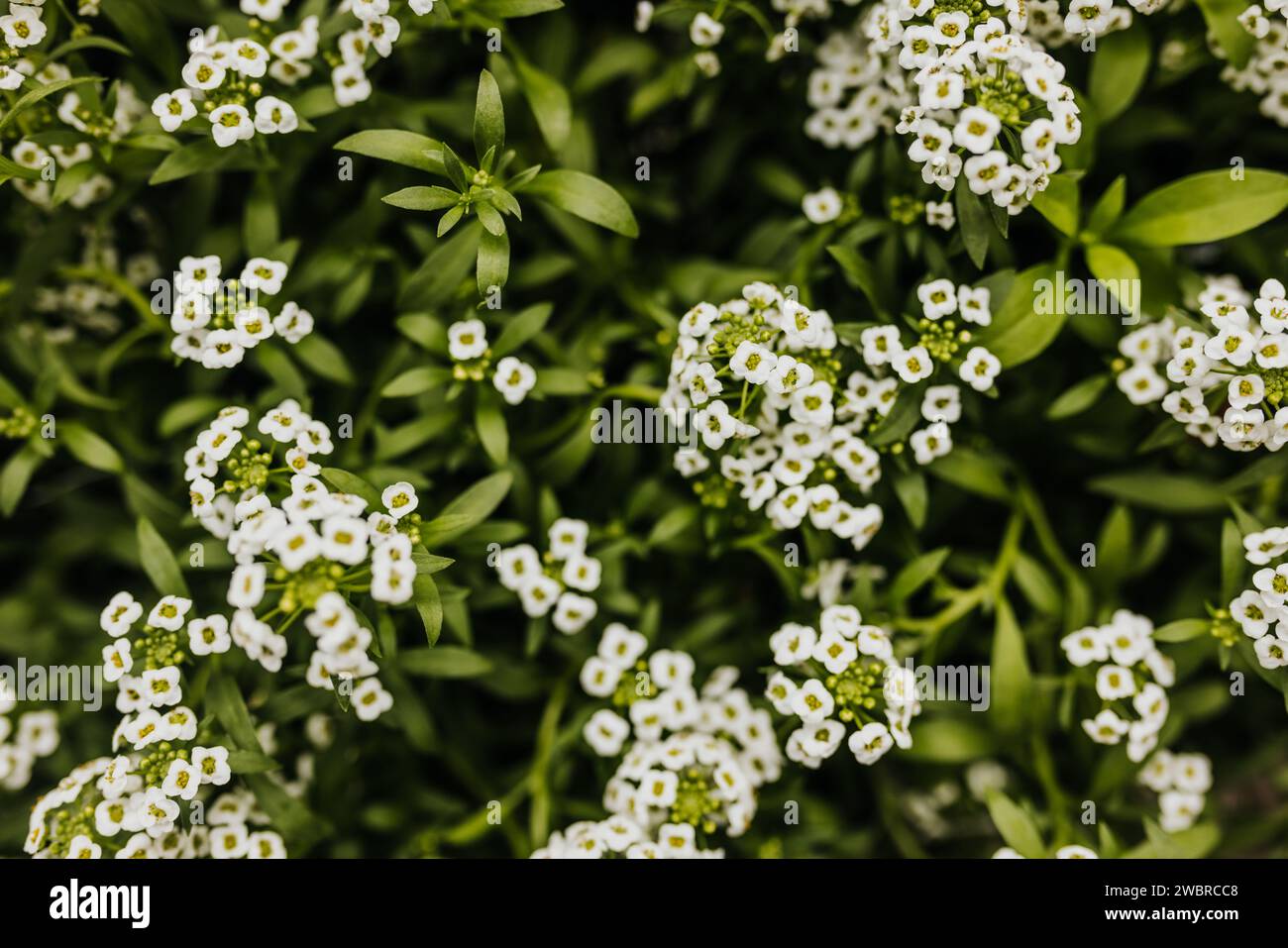 Primo piano di piccoli fiori bianchi circondati da foglie verdi Foto Stock