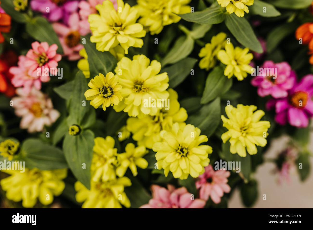 Primo piano di fiori dai colori vivaci nella serra scattata dall'alto Foto Stock
