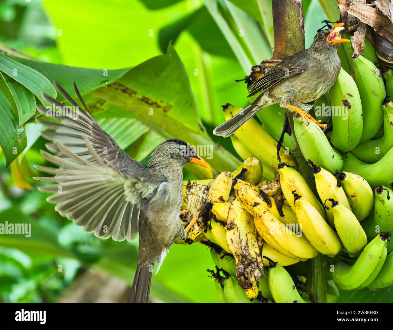 Primo piano del bulbul delle Seychelles, un uccello endemico che mangia banane gialle in giardino Foto Stock