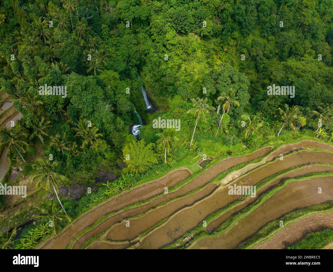 Vista aerea delle risaie a terrazze a Bali vicino alla cascata di Sekumpul, Indonesia Foto Stock