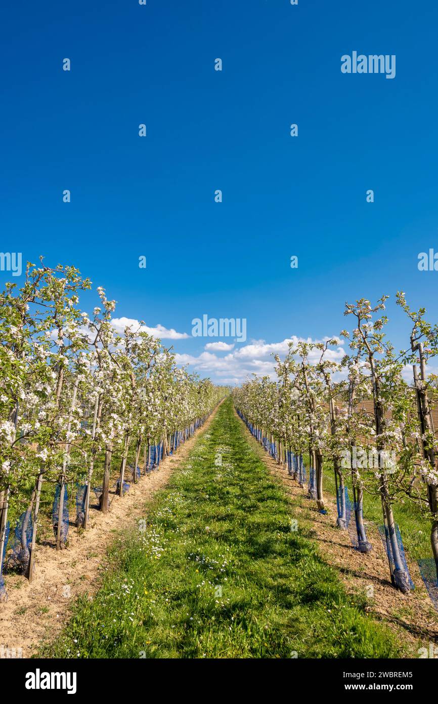 Frutteto di mele con file di alberi da frutto fioriti contro il cielo blu in primavera. Foto Stock