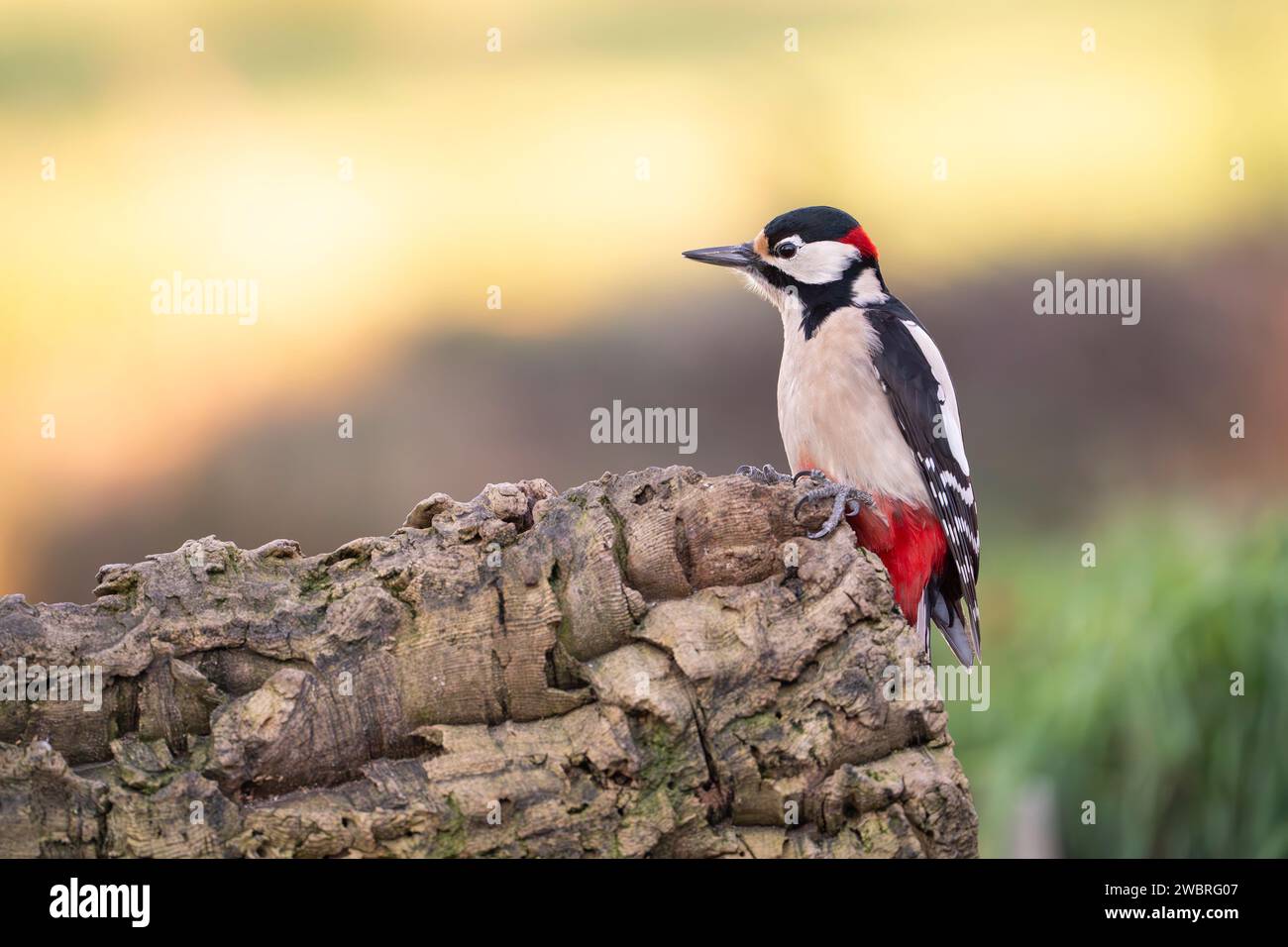 Maschio, grande picchio maculato, Dendrocopos maggiore Foto Stock