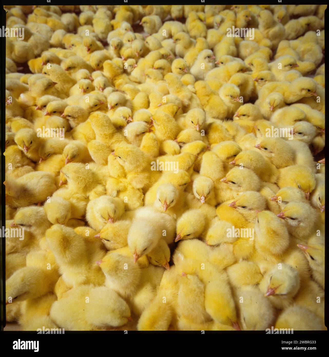 Paesi Bassi, nuovi pulcini di boirn in un pollaio. Foto Stock