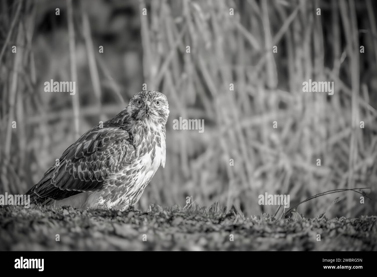 Buzzard comune, Buteo buteo, B&N Foto Stock