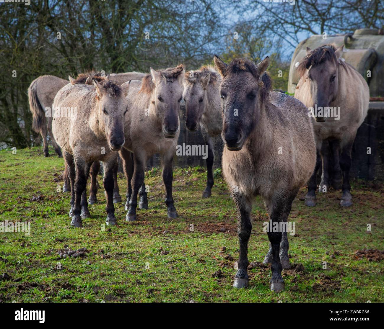 Paesi Bassi, cavalli Konik lungo il fiume Reno nella riserva naturale allagata Meinerswijk vicino ad Arnhem. Foto Stock