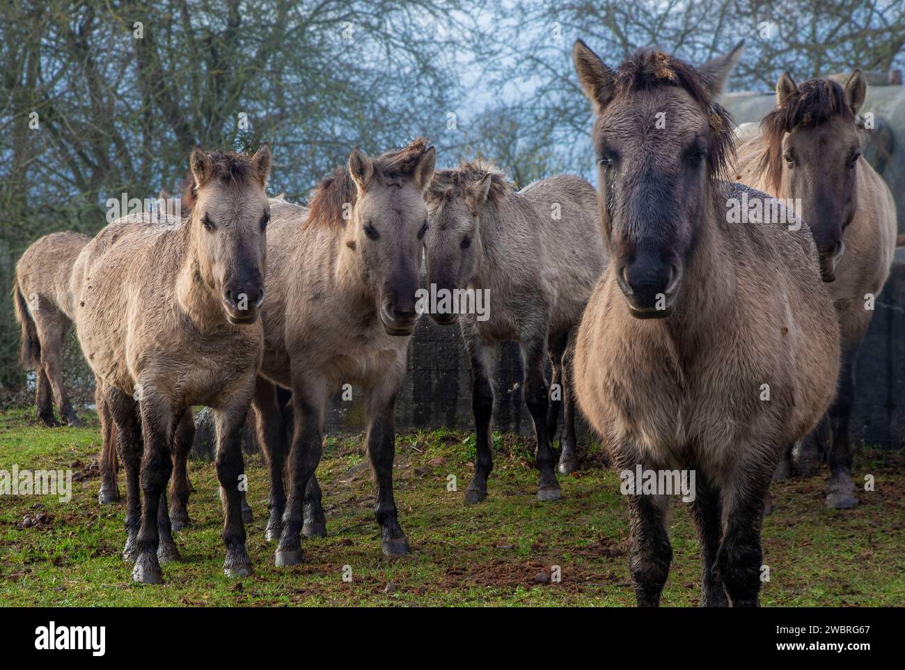 Paesi Bassi, cavalli Konik lungo il fiume Reno nella riserva naturale allagata Meinerswijk vicino ad Arnhem. Foto Stock