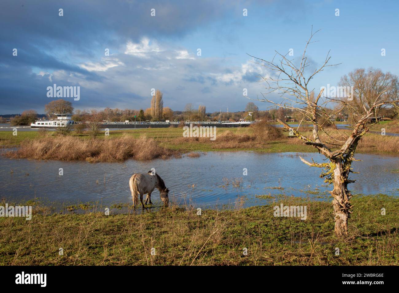 Paesi Bassi, cavalli Konik lungo il fiume Reno nella riserva naturale allagata Meinerswijk vicino ad Arnhem. Foto Stock