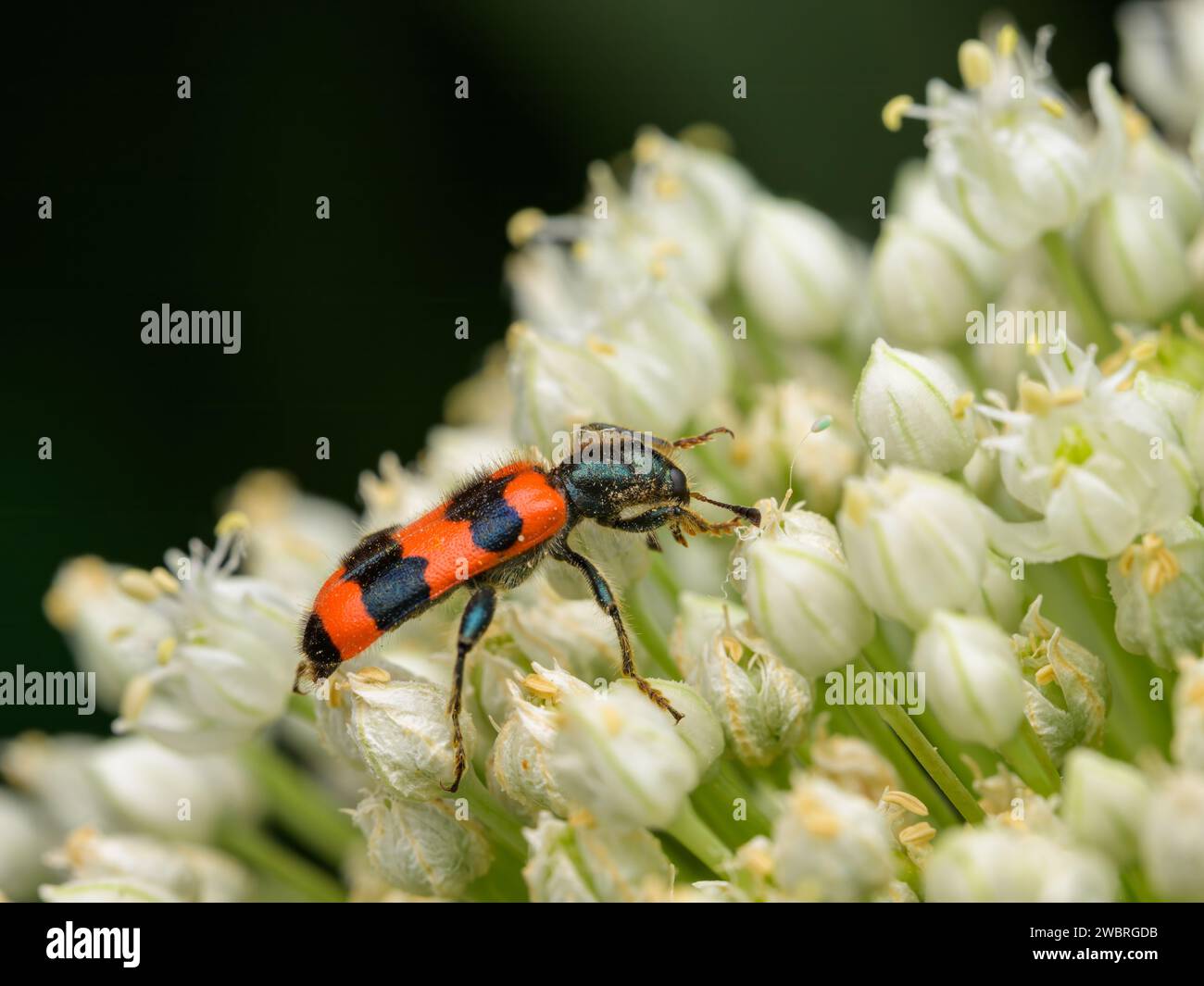 Uno scarabeo a scacchi (Trichodes apiarius) seduto su un umbellifero bianco, giorno di sole in estate, Vienna (Austria) Foto Stock