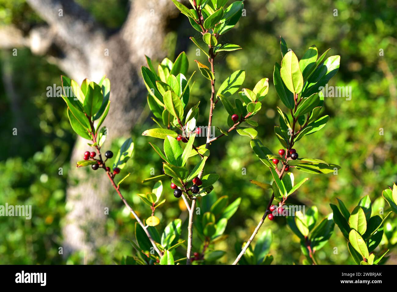 Il biancospino mediterraneo (Rhamnus alaternus) è un arbusto sempreverde originario del bacino del Mediterraneo. Dettagli di frutta e foglie. Questa foto è stata scattata in Men Foto Stock