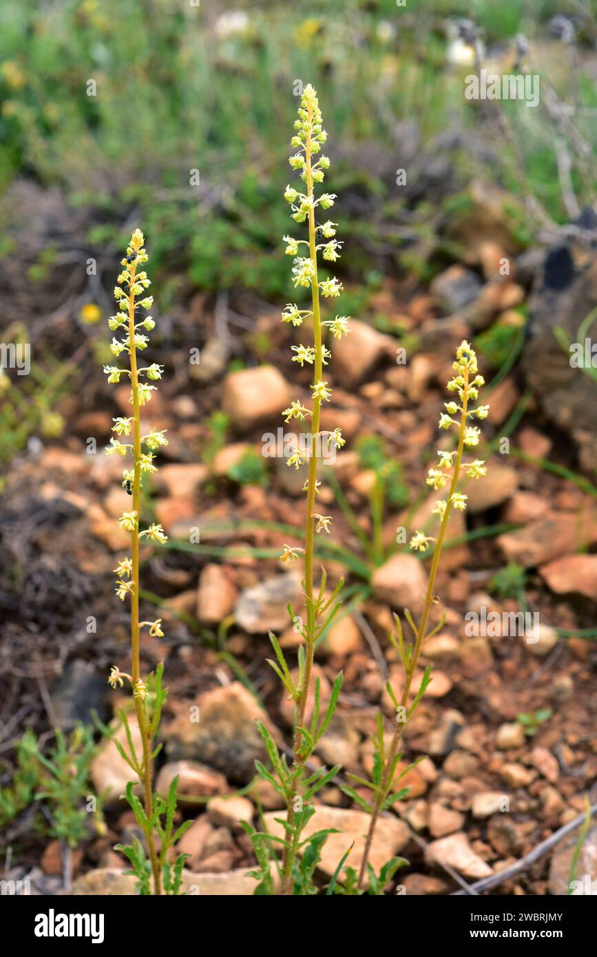 Il razzo di Dyer (Reseda luteola) è un'erba annuale originaria dell'Eurasia. Questa foto è stata scattata nella provincia di Burgos, Castilla-Leon, Spagna. Foto Stock