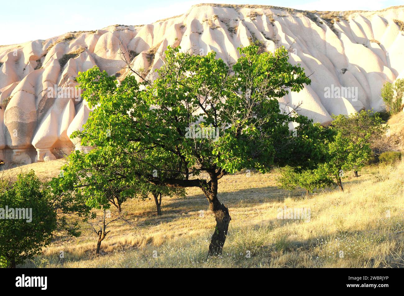 L'albicocca (Prunus armeniaca) è un albero deciduo originario dell'Asia, dall'Armenia alla Cina. È ampiamente coltivato per i relativi frutti commestibili (drupe). Questo Foto Stock