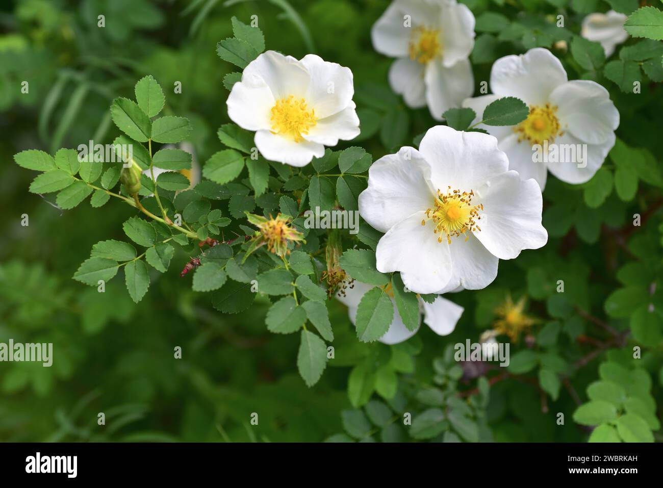 La rosa di Burnett (Rosa pimpinellifolia o Rosa spinosissima) è un arbusto deciduo spinoso originario dell'Europa e dell'Africa nordoccidentale. Questa foto è stata scattata in Foto Stock