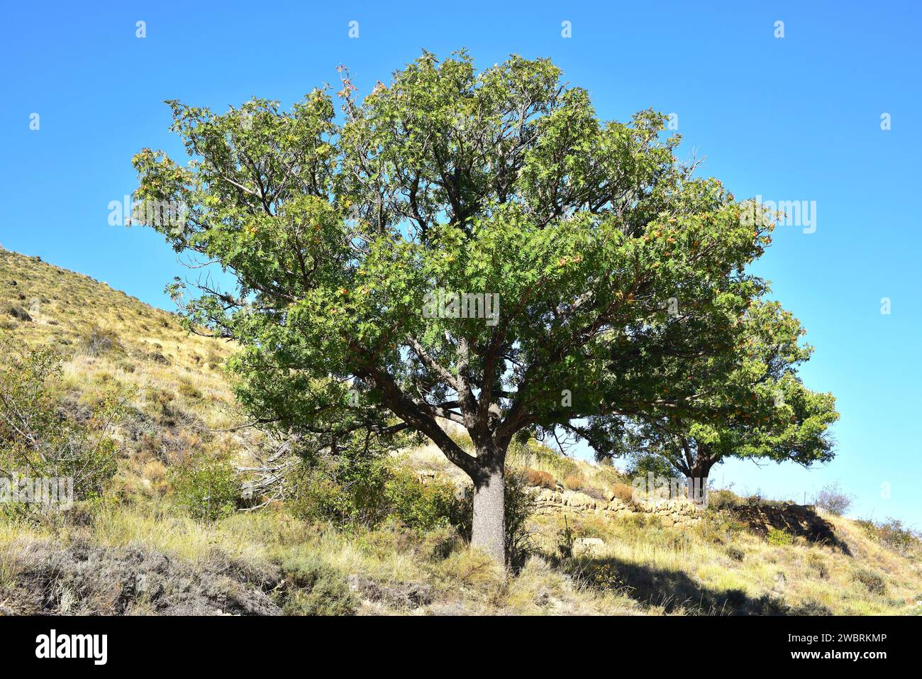 L'albero di servizio (Sorbus domestica) è un albero deciduo originario dell'Europa meridionale, del Nord Africa, del Caucaso e della Turchia settentrionale. Il suo frutto troppo maturo Foto Stock