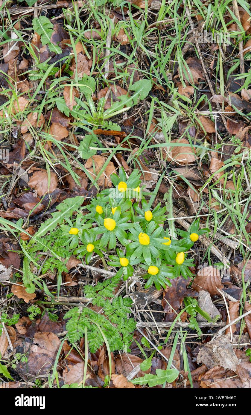 Winter Aconite in bocciolo inizio gennaio 2024, Cherry Willingham, Lincolnshire, Inghilterra, Regno Unito Foto Stock