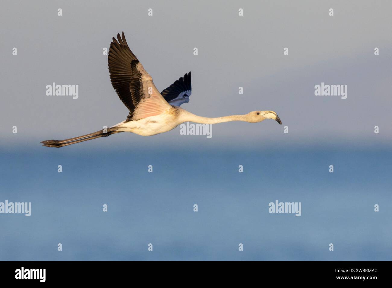 Greater Flamingo (Phoenicopterus roseus), vista laterale di un giovane in volo, Campania, Italia Foto Stock