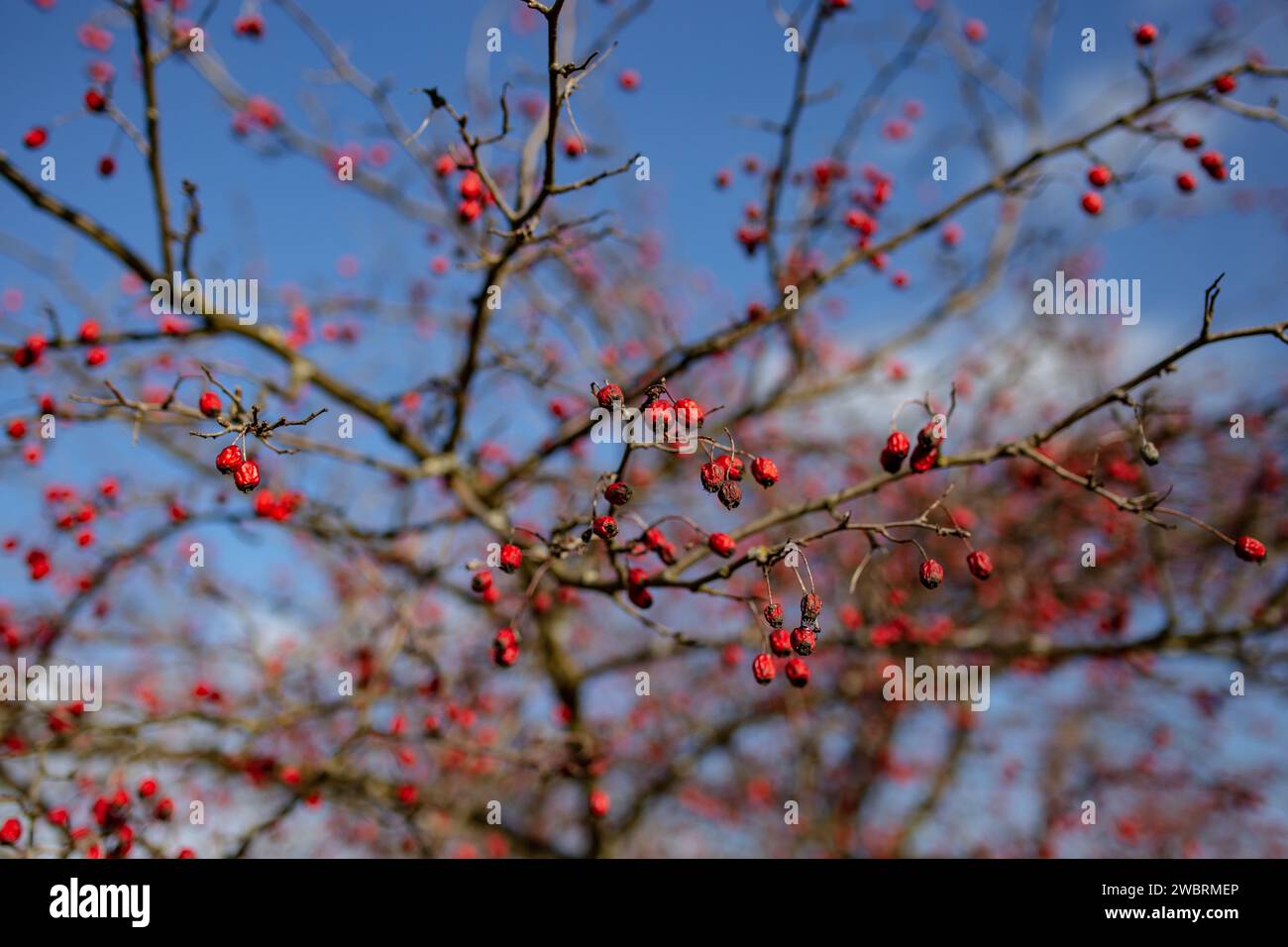 Rosa canina Bush contro il cielo blu, fuoco morbido Foto Stock