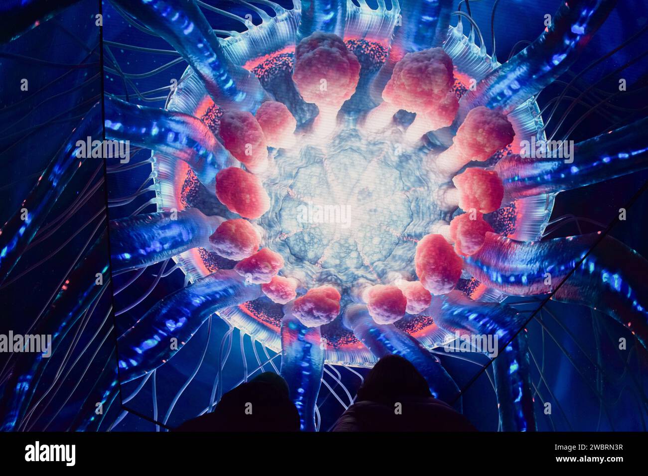 Londra, Regno Unito. 12 gennaio 2024. I visitatori guardano Forsaken, un nuovo cortometraggio visualizzato sull'enorme schermo immersivo presso la sede di arte digitale Outernet nel West End. L'opera d'arte visiva, basata sulle meduse che nuotano nell'oceano, mette in evidenza l'estinzione di specie di massa. Forsaken è stato diretto da Roland Lane ed è supportato da Greenpeace and Arts Council England. Credito: Vuk Valcic/Alamy Live News Foto Stock