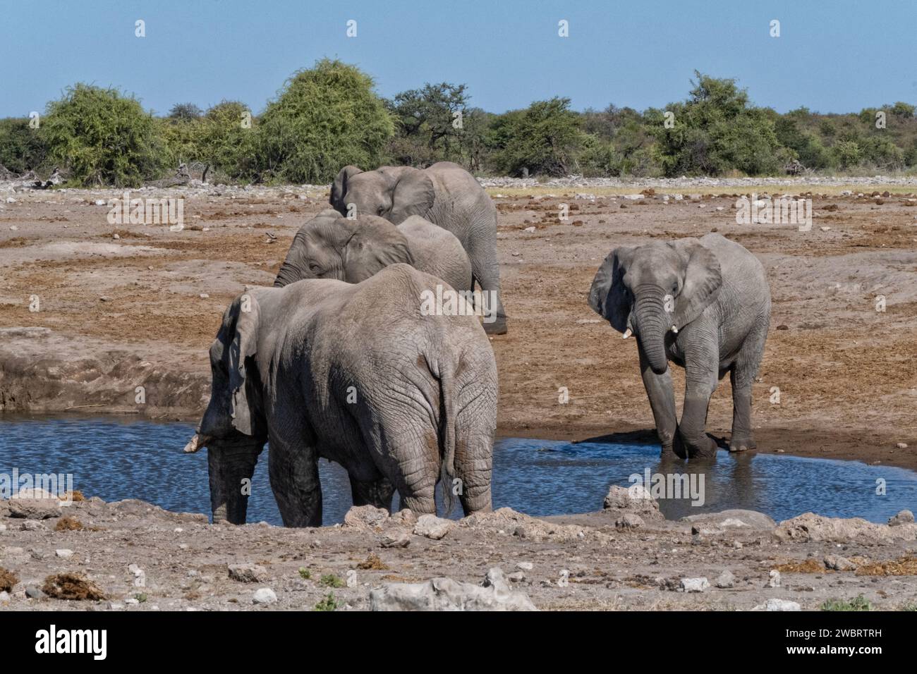 Elefanti che bevono alla sorgente di Halali, al parco nazionale di Etosha, Namibia Foto Stock