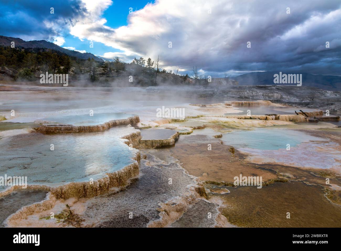 Le terrazze geotermiche delle sorgenti termali di Mammoth, il parco nazionale di Yellowstone Foto Stock