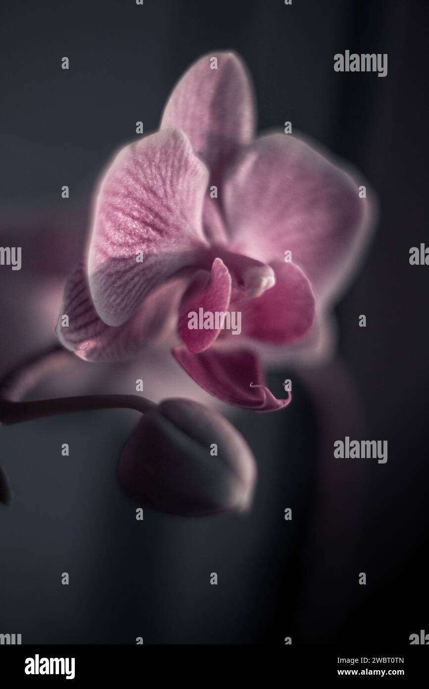 Orchidea, orchidea rosa, fiori casalinghi Foto Stock