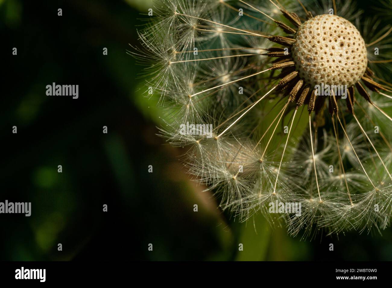 Tarassato su uno sfondo sfocato di fioritura Foto Stock