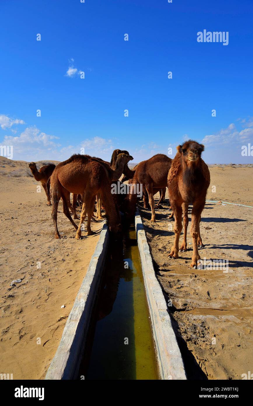 Incontro ravvicinato con una carovana di cammelli selvatici nel deserto di Maranjab, Aran o Bidgol, provincia di Isfahan, ne di Kashan, Iran. Cammelli che bevono Foto Stock