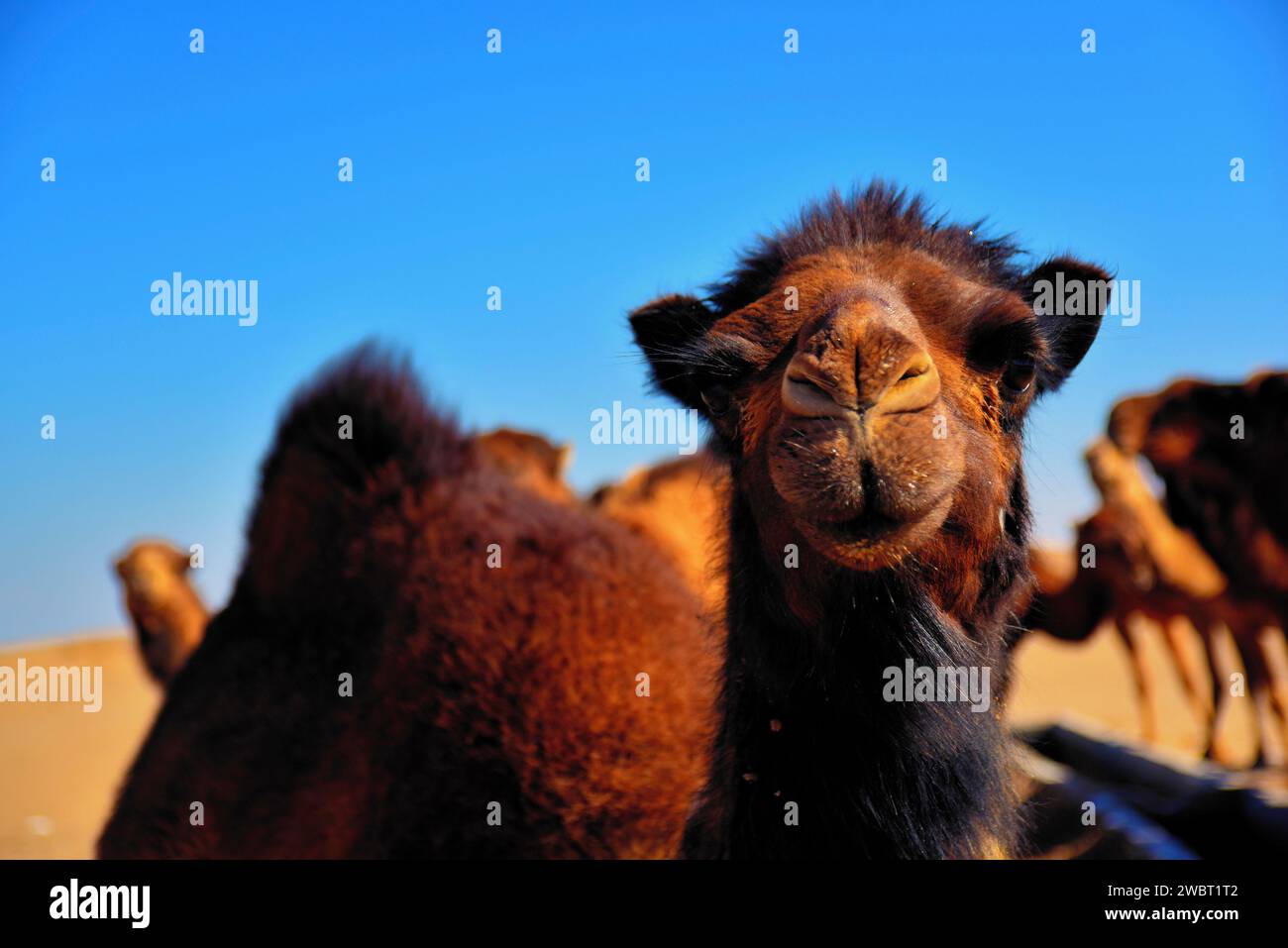 Incontro ravvicinato con una carovana di cammelli selvatici nel deserto di Maranjab, Aran o Bidgol, provincia di Isfahan, ne di Kashan, Iran Foto Stock