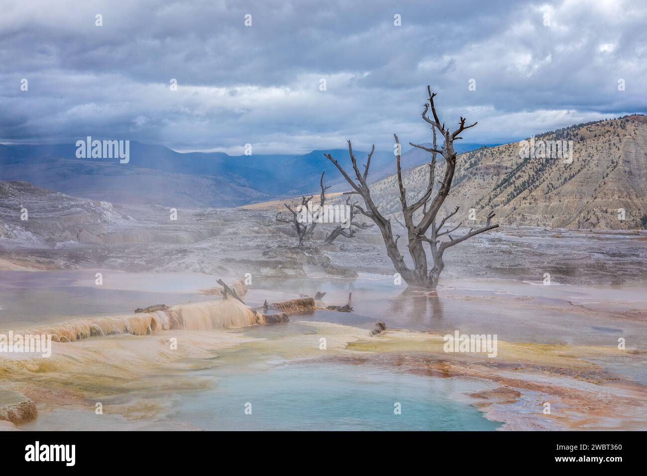 Le terrazze geotermiche delle sorgenti termali di Mammoth, il parco nazionale di Yellowstone Foto Stock