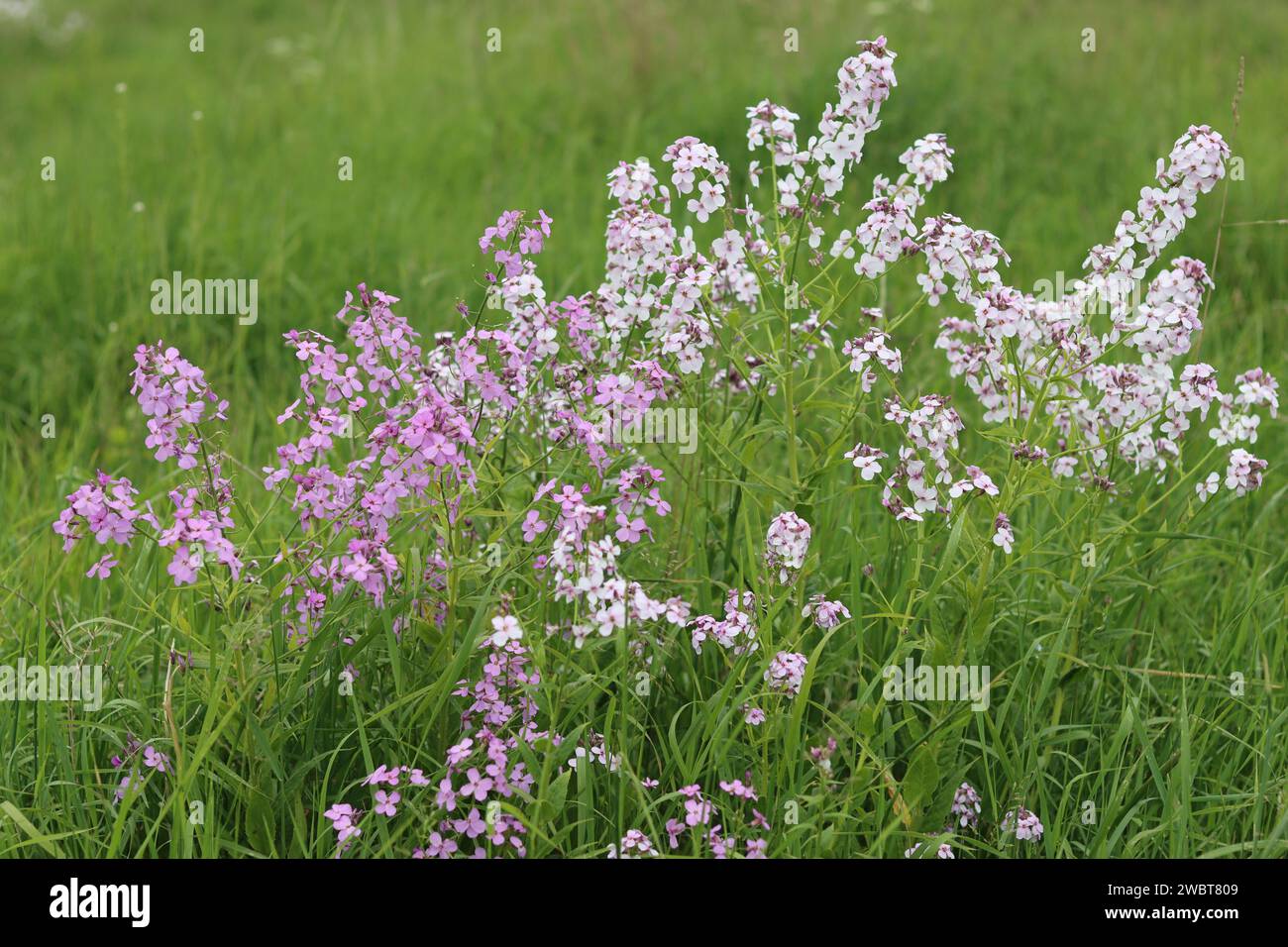 Masse di razzo dolce rosa e bianco, razzo dames o hesperis matronalis, che crescono in un prato Foto Stock