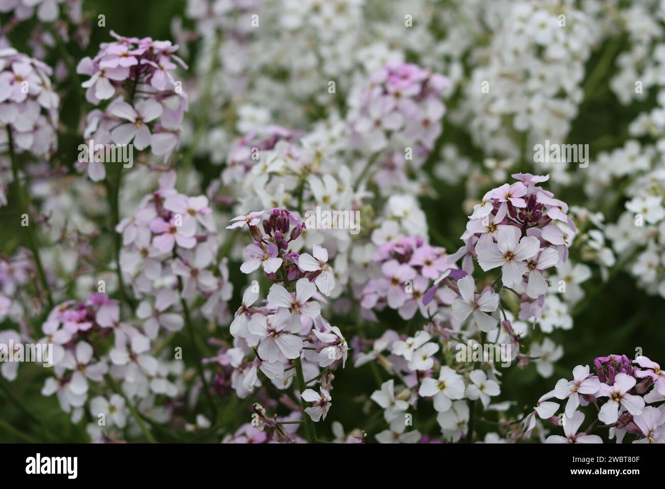 Masse di razzo dolce rosa e bianco, razzo dames o hesperis matronalis, che crescono in un prato Foto Stock