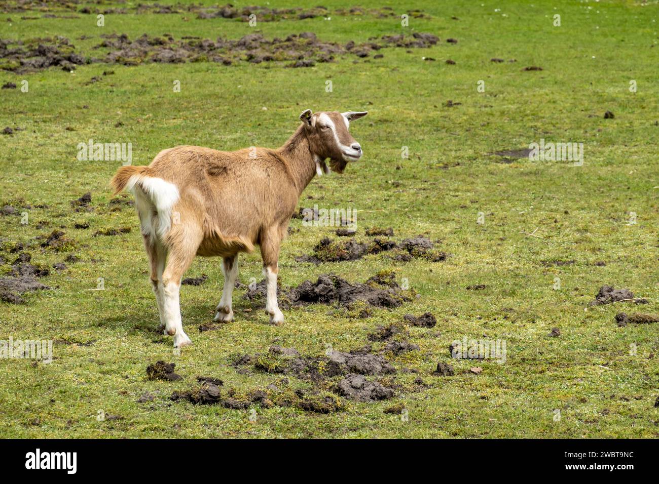 Capra olandese di Toggenburg, Capra aegagrus hircus, incrocio tra l'ex capra di Drenthe e la capra svizzera di Toggenburg, in piedi in prato, Olanda Foto Stock