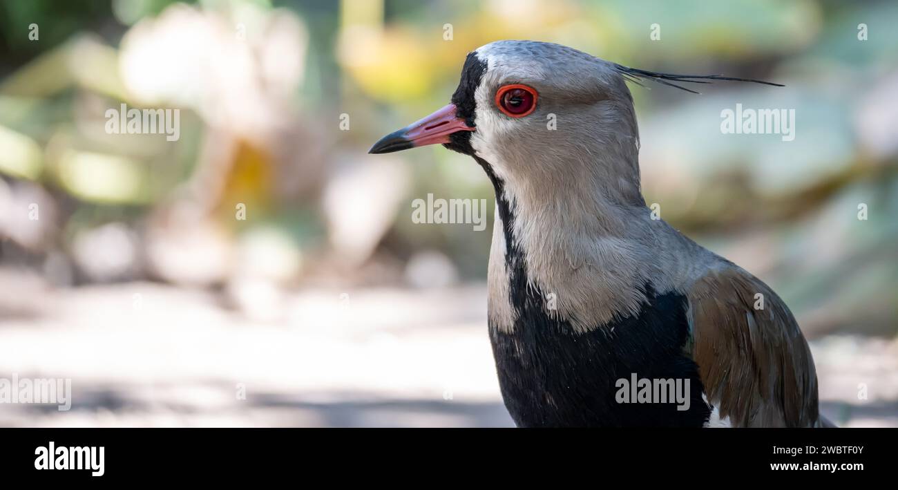 Foto di Vanellus chilensis da molto vicino. Foto Stock