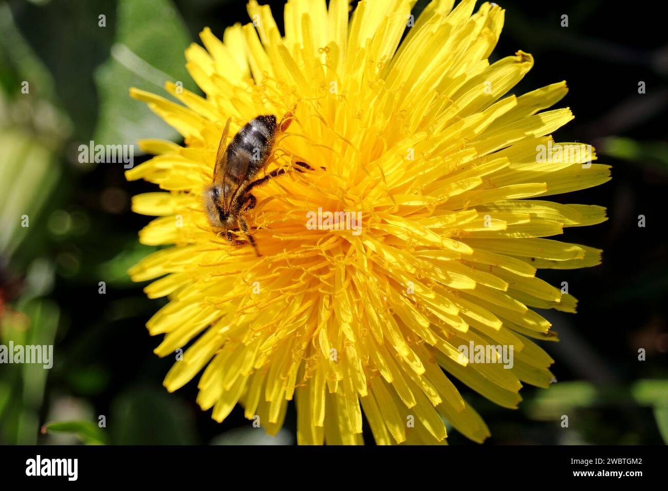 Dandelion con Honey Bee Foto Stock
