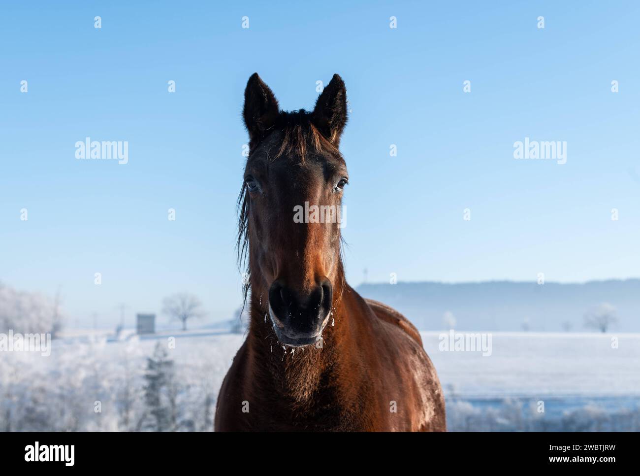 Ein Pferd steht bei Morgenlicht auf einer verschneiten Koppel. Rottweil Baden-Württemberg Deutschland *** Un cavallo si trova in un paddock innevato al mattino Rottweil Baden Württemberg Germania Foto Stock