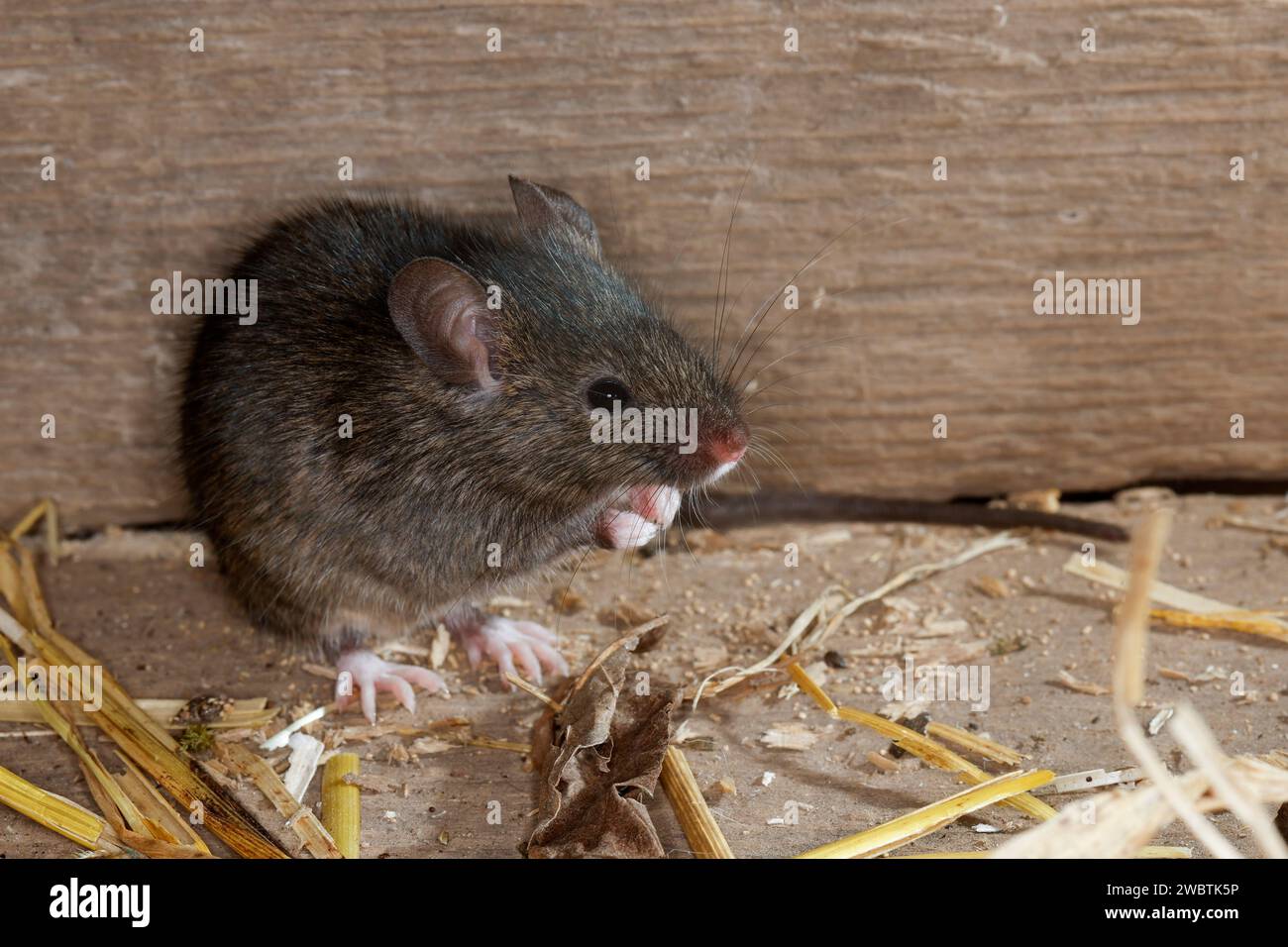 Hausmaus, Haus-Maus, Maus, Mäuse, Mus musculus, topo della casa, topo, topi, la Souris grise, Souris domestique, Souris commune Foto Stock