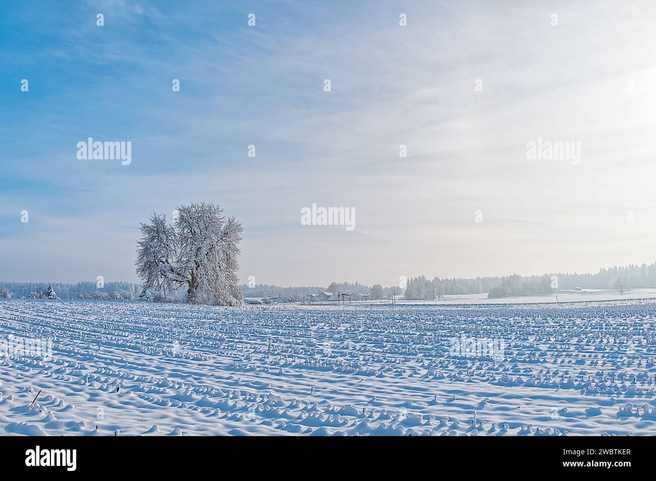 Bianco paesaggio invernale nevicato con terreni agricoli e foreste sotto il cielo azzurro Foto Stock