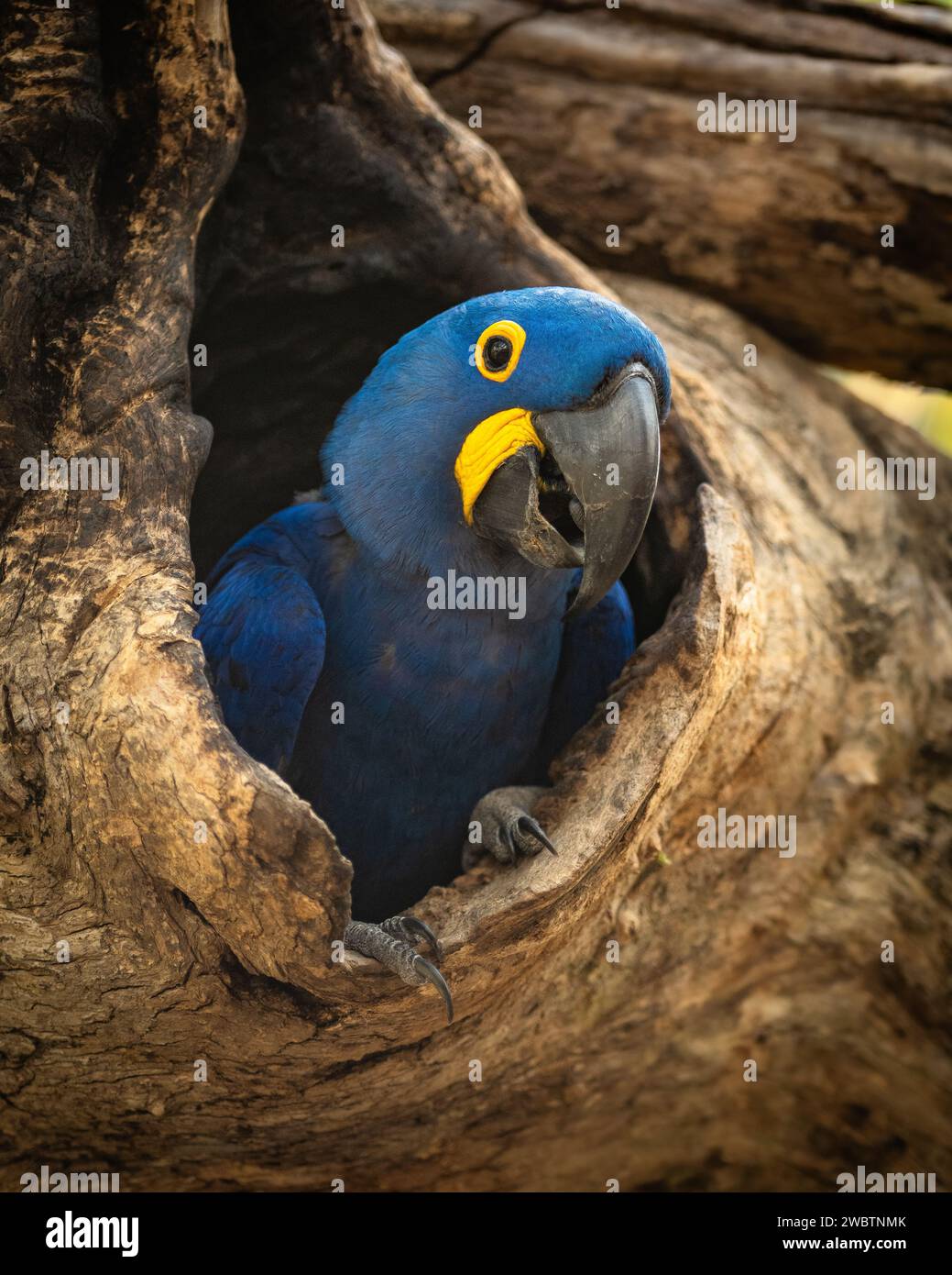Un Hyacinth Macaw al suo nido in un buco d'albero nel Pantanal Foto Stock