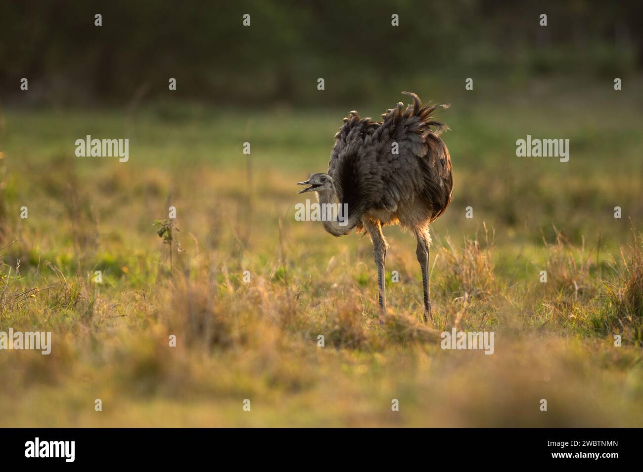 Grande Rhea (Rhea americana) dal Pantanal del Brasile Foto Stock