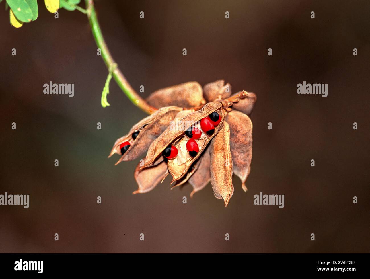 Abrus precatorius noto come semi di fagiolo di gelatina o semi di pisello rosario rosso e nero Foto Stock