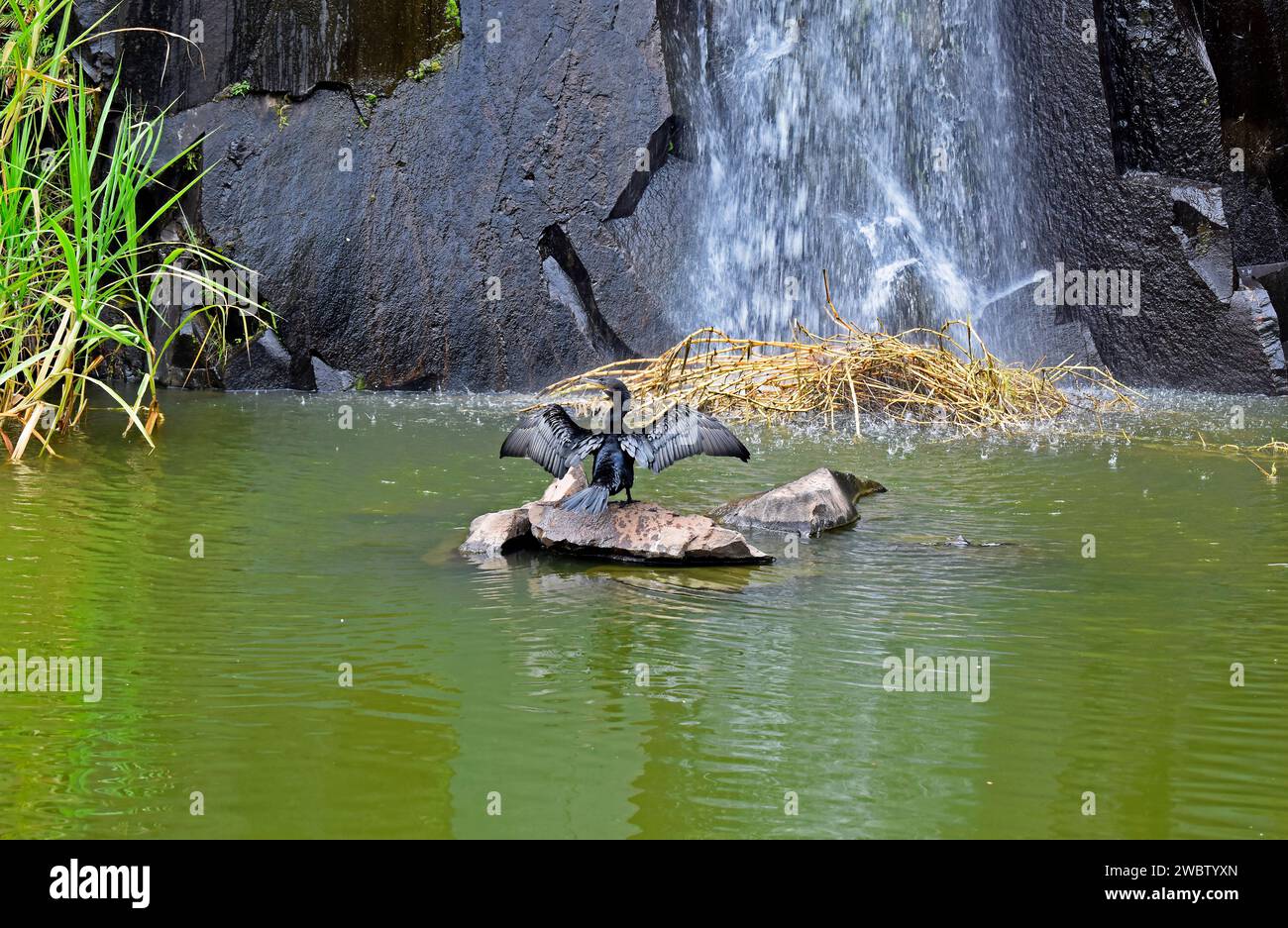 Cormorano neotropico o cormorano olivaceo (Nannopterum brasilianum) sul lago Foto Stock
