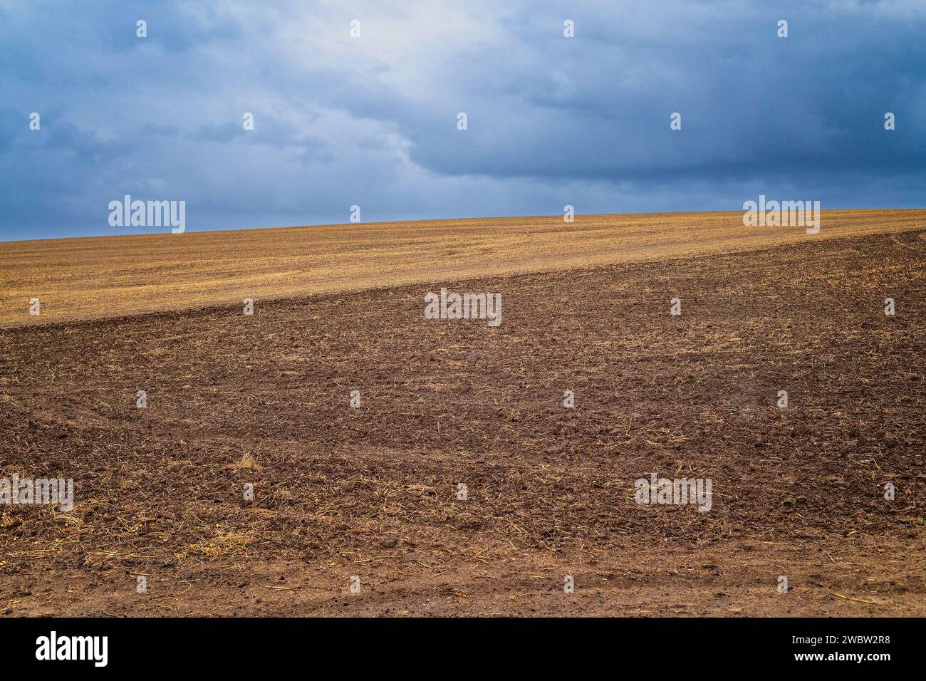 Campi di grano a Walla Walla, WA - ottobre 2023 Foto Stock