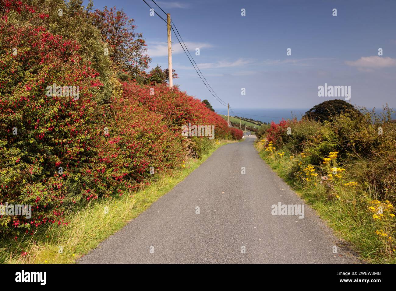 Strada fiancheggiata da fiori rossi di fuschia, The Warren, County Donegal, Irlanda del Nord Foto Stock